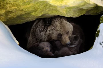 Fotobehang Beer Brown bear with two cubs looks out of its den in the woods under a large rock in winter  © byrdyak
