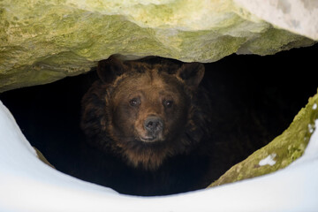Brown bear looks out of its den in the woods under a large rock in winter