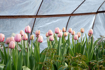 Delicate pink tulips bloom in the greenhouse. 