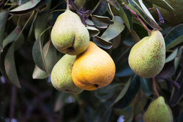 Ripe yellow pear amongst green pears