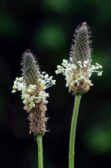 Medicinal plants: Plantain (Plantago major), whose pollen causes