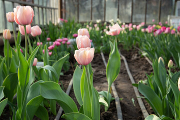 Delicate pink tulips bloom in the greenhouse. Close up