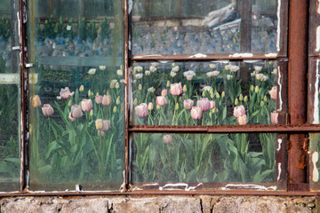 An old tulip greenhouse with rusty frames and dirty windows. View from the street