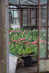 Fototapeta na wymiar An old tulip greenhouse with rusty frames and dirty windows. View from the street