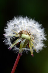 Allergy-producing plants: dandelion (Taraxacum officinale)