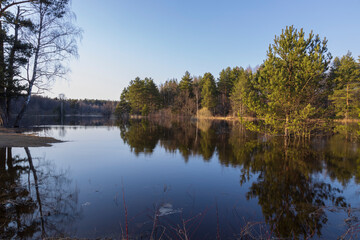 Obraz premium River flood in the foreground. The pines are illuminated by the rays of the setting sun. The blue sky and trees are reflected in the water.