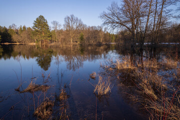 River flood in the foreground. The pines are illuminated by the rays of the setting sun. The blue sky and trees are reflected in the water.