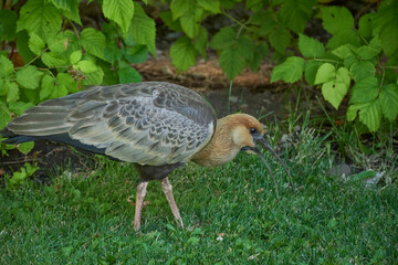 Close-up view of a buff-necked ibis on a green grass, Patagonia, Argentina
