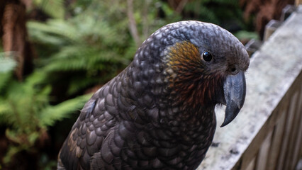 New Zealand Kaka