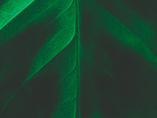 Macro Photos and more of other things