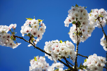 Spring cherry blossom against blue sky