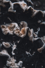 Macro Photos and more of other things