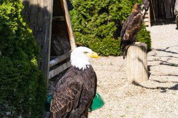 View of a bald eagle alongside other exposed eagles