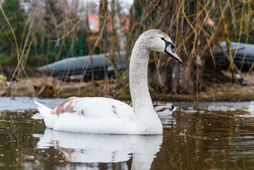 Swan on the lake in nature, natural surroundings.