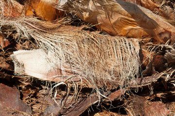 Palm tree trunk texture