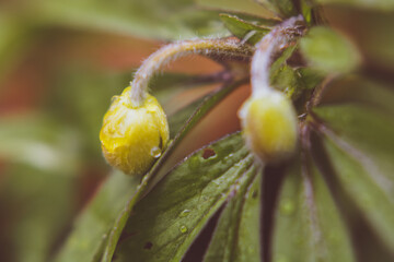 bud of a yellow tulip