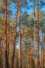 Fototapeta premium Tall pine forest in a sunshine fairy light. Belarusian nature, springtime.
