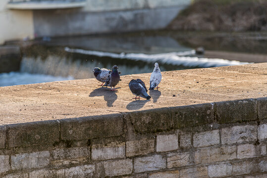 miejskie gołębie nad kanałem