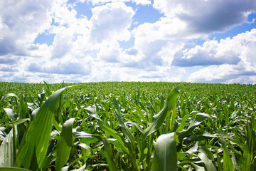 Cornfield. Corn leaves against the blue sky with clouds. Peaceful nature. Concept.