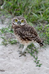 Owl in the beach