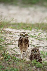 two burrowing owls