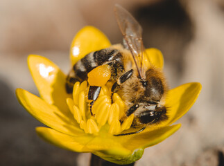 Macro Photos and more of other things