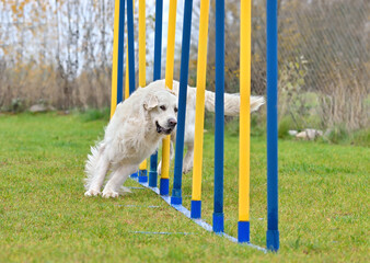 Golden Retriever doing slalom in agility
