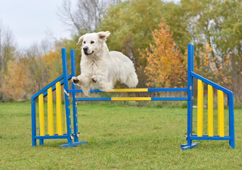 Golden Retriever dog on agility training