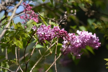 Lilac blossoms. Oleaceae deciduous tree.