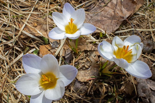 Three white crocus flowers in early spring
