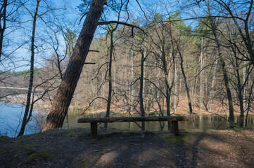 wooden benches in the forest with moss