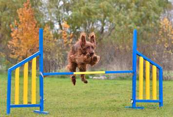 Dog agility trial