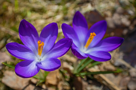 A pair of purple crocus flowers