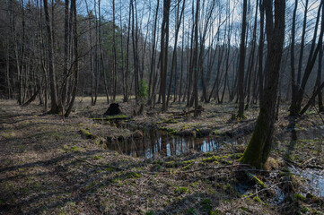 Hidden lake in the middle of the forest