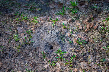 hole in the ground in the forest animal hideout