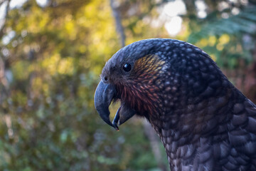 New Zealand Kaka