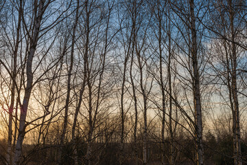 Silhouette of birch trees in a row during spring sunset