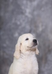 puppy golden retriever blurred background carefully looks