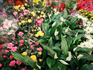 Potted houseplants on a shelf in a store, blur, selective focus