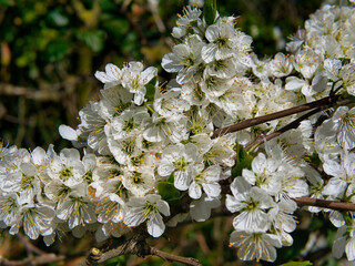 The blossom flowers of a Cambridge Gage plant, showing the petals, anthers held up on filaments and...