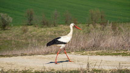 A young stork flying near the lake in the wild nature. Birdwatching during the first days of the spring.  Beautiful white eastern stork Ciconia Ciconia