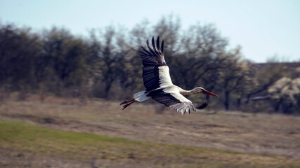 A young stork flying near the lake in the wild nature. Birdwatching during the first days of the spring.  Beautiful white eastern stork Ciconia Ciconia
