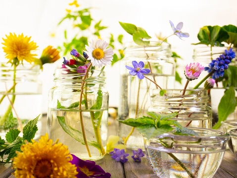 Composition of spring flowers. Various plants and flowers in glass jars. Herbal essences and extracts for medicine and cosmetics. Medicinal plants, phytotherapy.