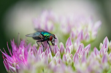 Chrysomya Megacephala (Male) or more commonly known as Oriental Latrine Fly hovering and pollinating a beautiful flower during spring time 