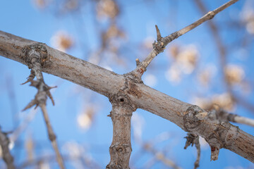 A branch of a tree with bushes spread out in different directions.