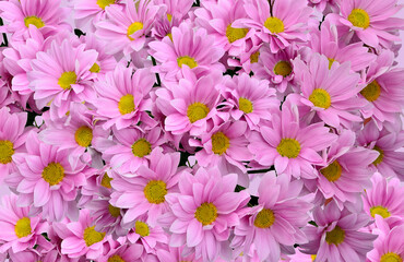 Delicate pink chrysanthemum flowers with yellow middles - natural floral background, close up, top view. Festive greeting postcard, print or album cover. Beauty of nature or gardening concept