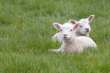 baby lambs