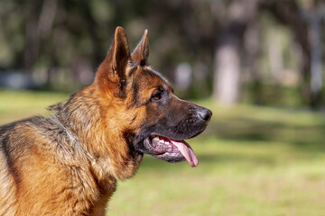 Portrait of a german shepherd dog