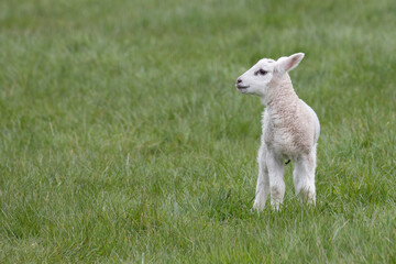 lamb on grass