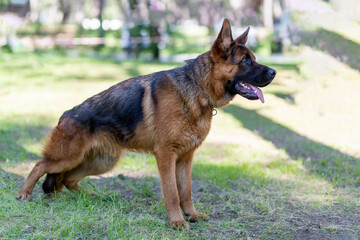 Portrait of a german shepherd dog